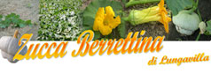 Zucca berrettina di Lungavilla